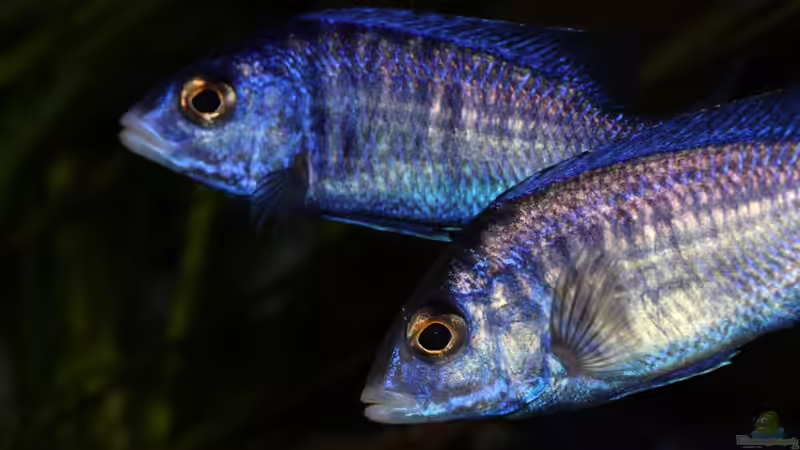 zwei Mdoka Damen von Cruiser Bruno (95)