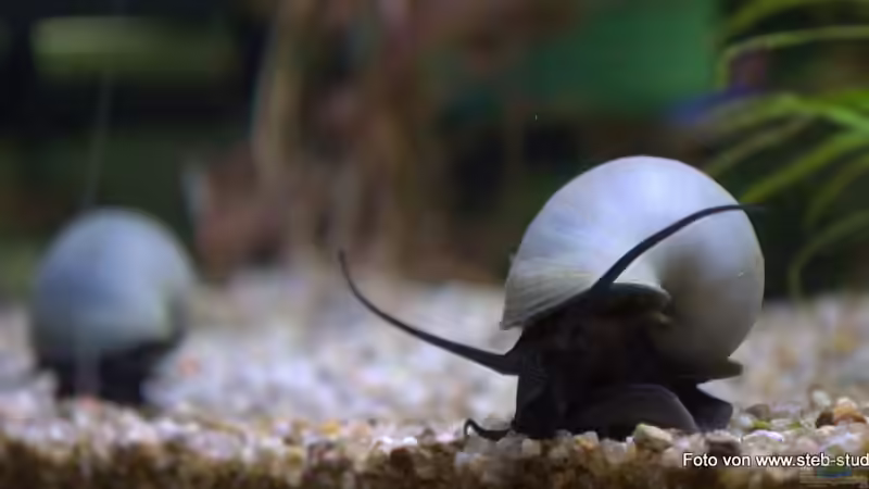 zwei meiner blauen Apfelschnecken von SteB-Studio (13)