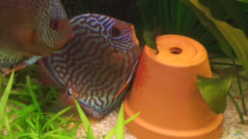 Zwei meiner Diskus wieder mal bim ablaichen 01.07.05 von Robert Ellinger (34)