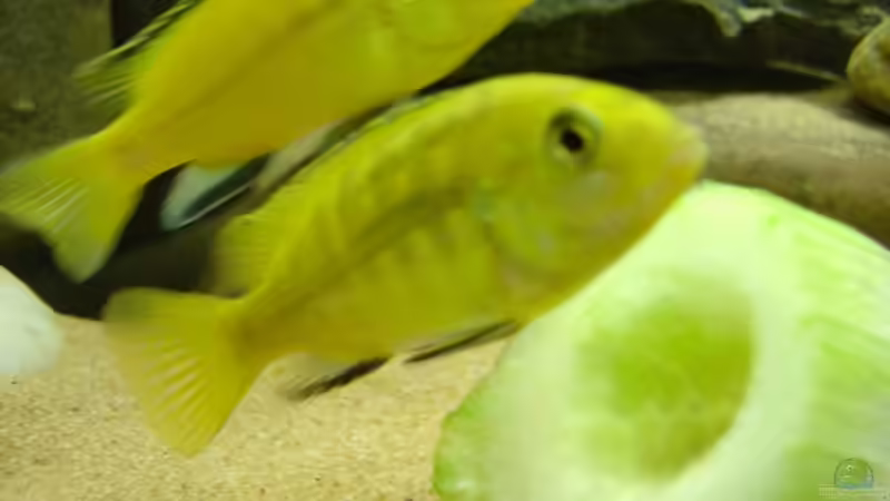 Zwei meiner Yellows von Dennis Kremer (12)