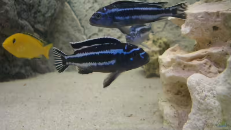 Zwei Melanochromis maingano von Kai Verholen (10)