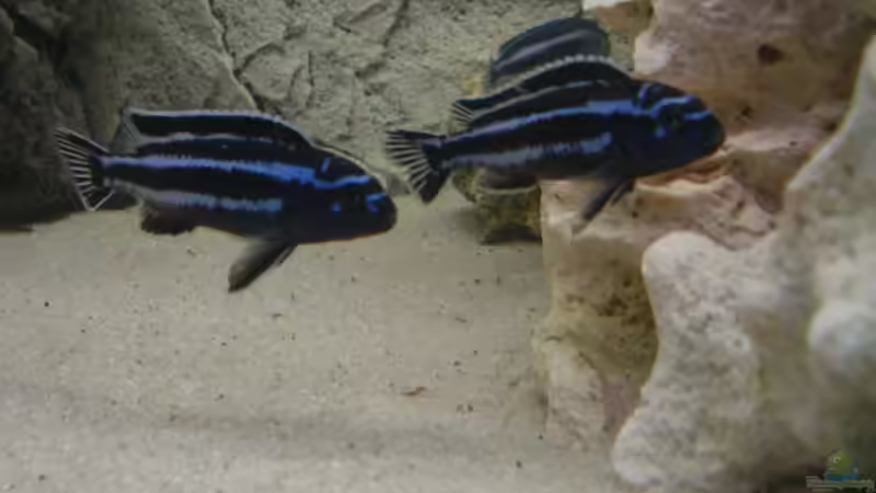 Zwei Melanos mit dem selben Ziel von Kai Verholen (15)