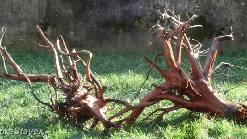 Zwei Moorkienwurzeln riesig (100x60x60) von GoreSlayer (41)