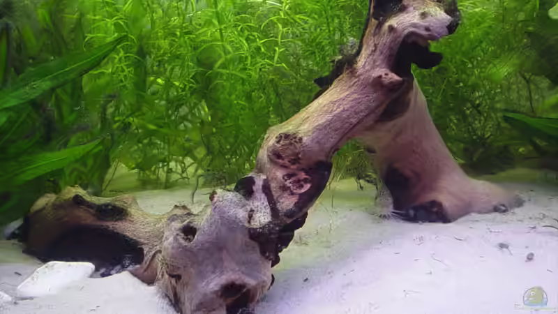 Zwei Mopani-Hölzer V-förmig aneinandergelegt von Marko Lütgens (13)