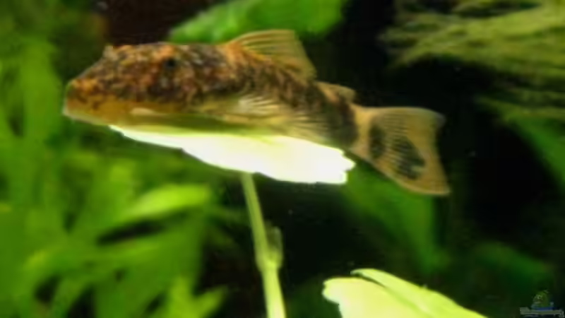 Zwei Nachzuchten meiner roten Antennenwelse von DanBri (35)