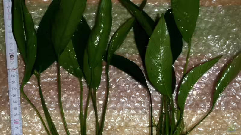 Zwei neue Anubien von JR (5)