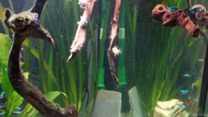 Zwei neue Wurzeln....Anubias folgen.... ;-) von Nico Müller (5)