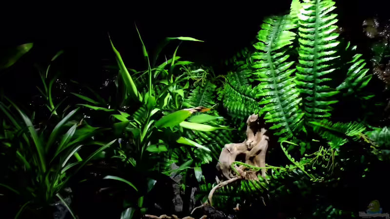 Zwei neue Wurzeln wurden eingebracht , diese hängen zum Teil ins Wasser von snooze (12)