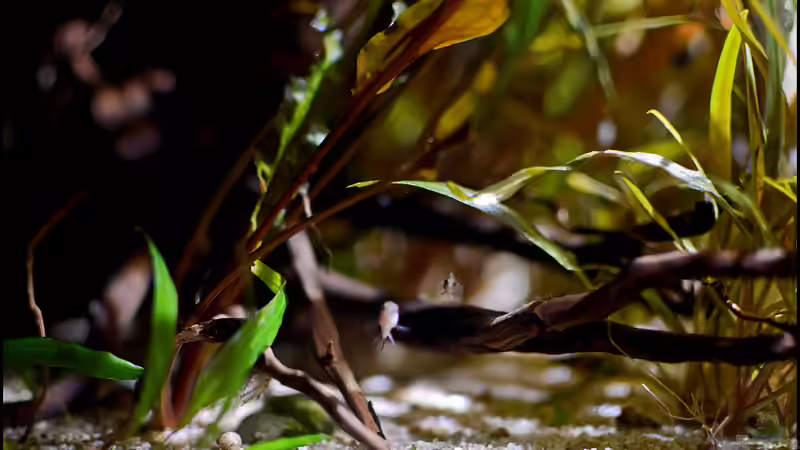 Zwei neugierige, kleine Buntbarsche von Tuduhi (5)