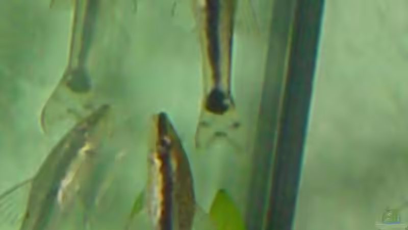 Zwei Otos / Zwergharnischwelse saugen an der AQ-Scheibe (Größe ca. 3 cm) von Marko Lütgens (24)