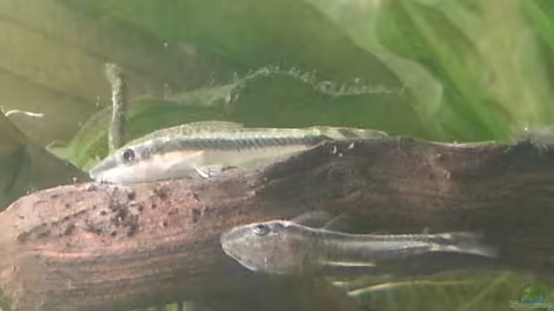 Zwei Ottos :O 17.06.2015 von Jonas (Trancemania) (24)