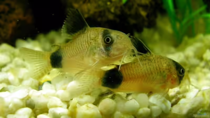 Zwei Panda Panzerwelse von Benny Müller (8)