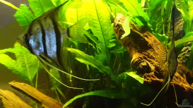 zwei Peru-Altums von Thorsten G. (37)