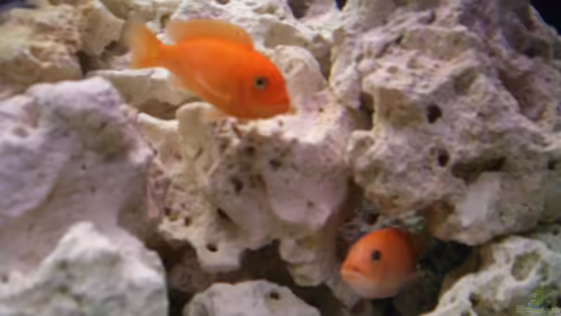 Lochgestein im Aquarium als Dekoration
