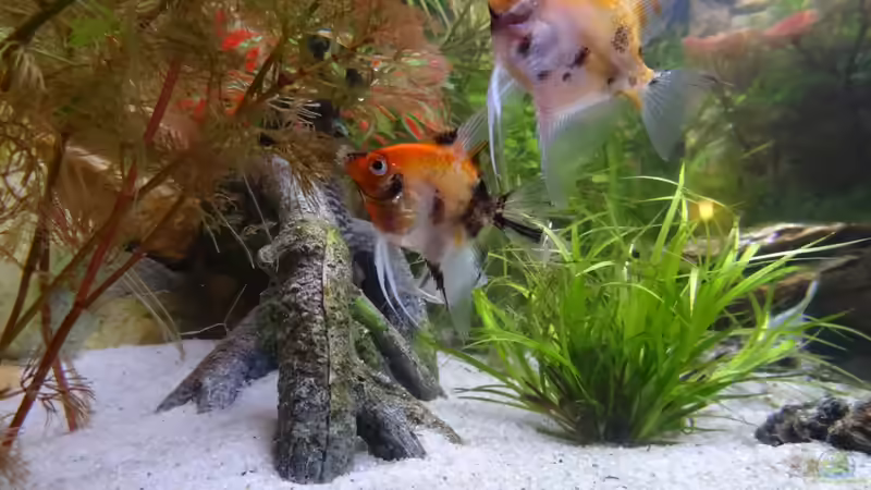 Zwei Red Devil Neugierig von Maik H. (4)