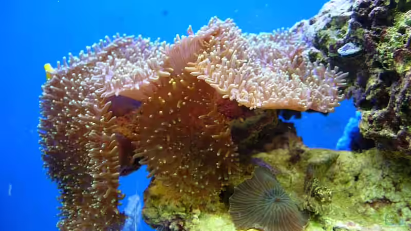 Zwei Scheibenanemonen einmal die Ricordea sp. 02 und darunter die Discosoma sp. 15 von Stefan Kamp (5)