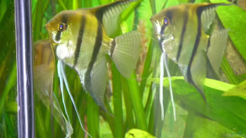 zwei Skalar von Werner Buntin (10)