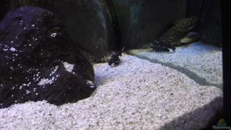 Einrichtungsbeispiele für Aquarien mit Synodontis multipunctatus (Vielpunkt-Kuckuckswels)