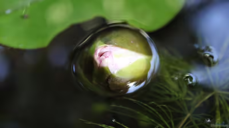 Zwei Tage später öffnet sich die Blüte leider nicht mehr. von Laufilauf (20)