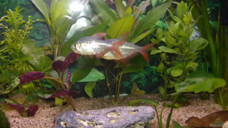 Zwei unserer blauen Kolumbianer oder auch Mini - Piranhas ;) von Cia (12)