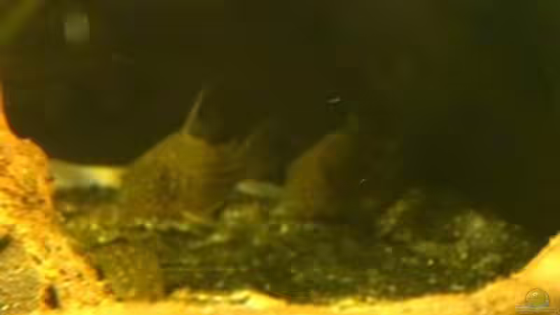 zwei von den Julis, schwer zu fotografieren von Thorsten G. (33)