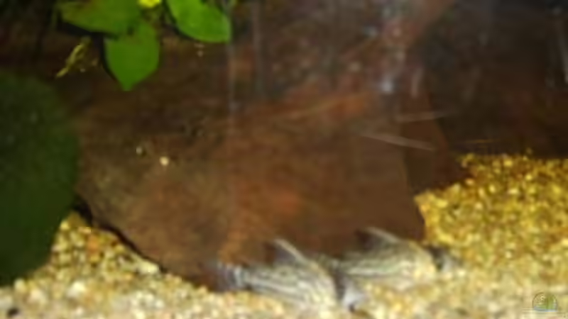 zwei von den Panzerwelzen von Butterblume (11)