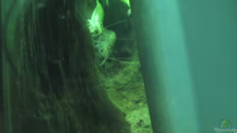 Zwei von drei Garnelen von H.G Wells (13)