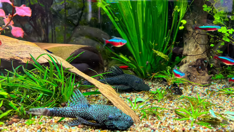 Zwei von fünf Antennwelsen von pelo (10)