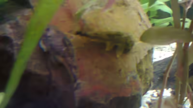 Zwei von meinen Putzern. Leider sehr verschwommen,verfüge über kein super Fotohandy von Katerina Schöbella (46)