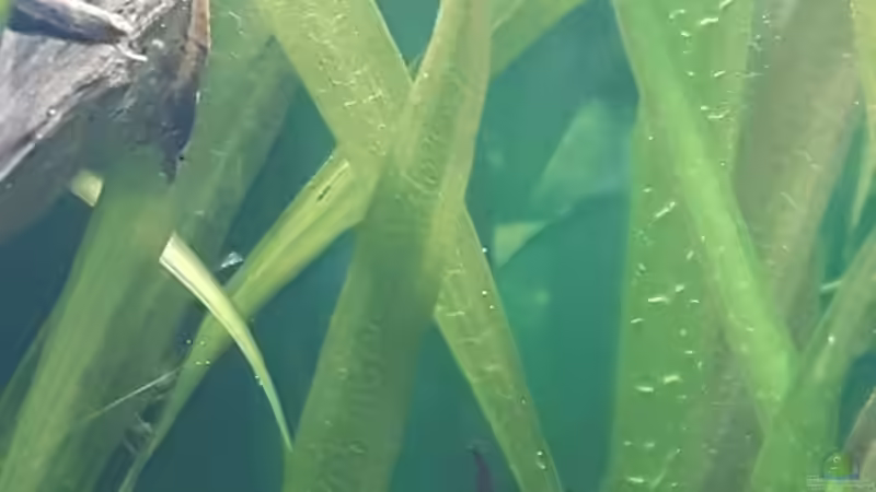 zwei weitere Tiere... von Kaddi (23)