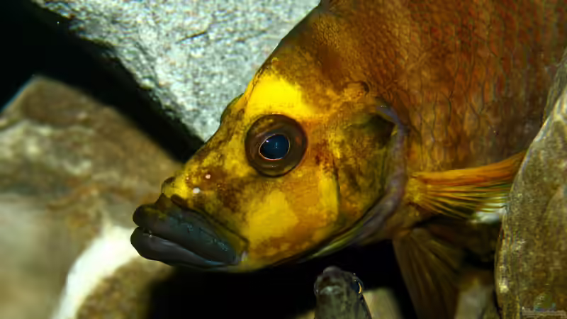 Zwei wie Pech und Schwefel ^^ von Koehler (82)