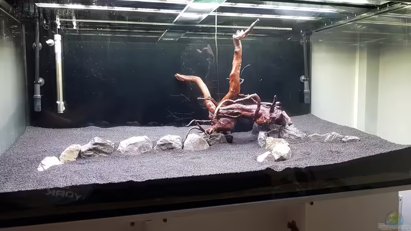 Zwei Wurtzeln von Pflanzenmaster (25)