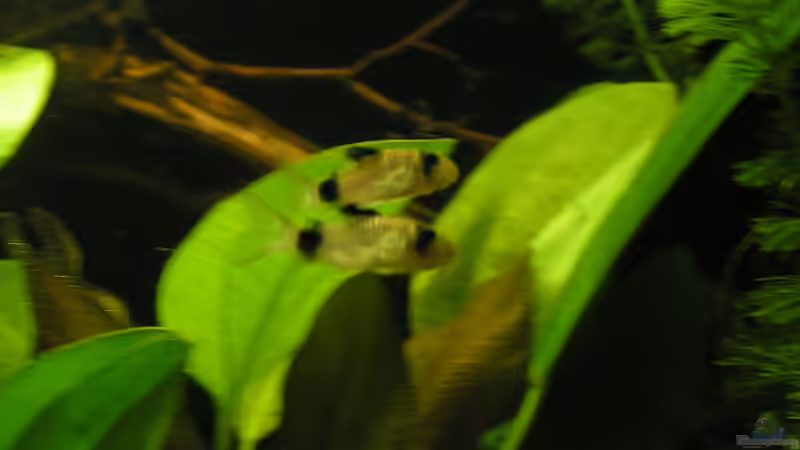 Zwei Wuseltierchen :-)) von Peggy (10)