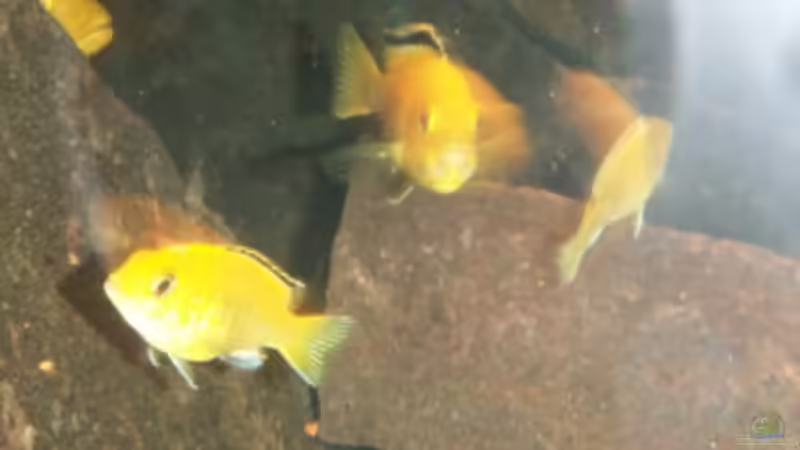 zwei Yellow Jungtiere mit einem trächtigen weibchen von Sven Leyh (12)