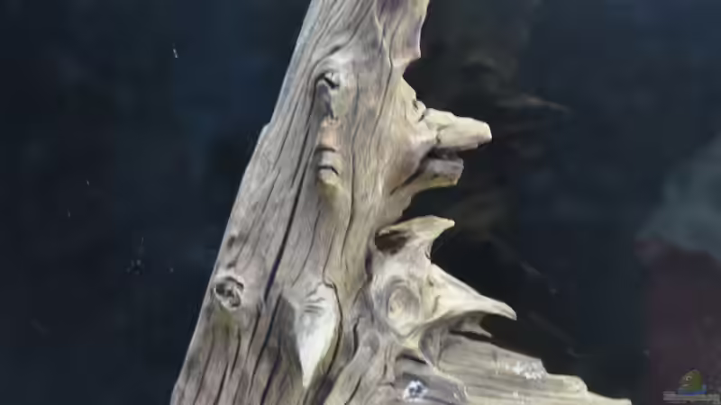 Zweite angeschraubte Wurzel im Bodengrund von Andy90 (4)