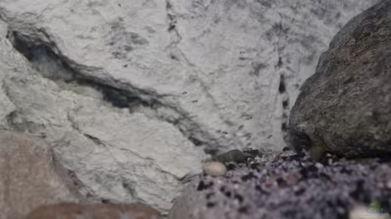 Zweite Brut meiner Neolamprologus caudopunctatus, etwa 100St. von The Pictus catfish (13)