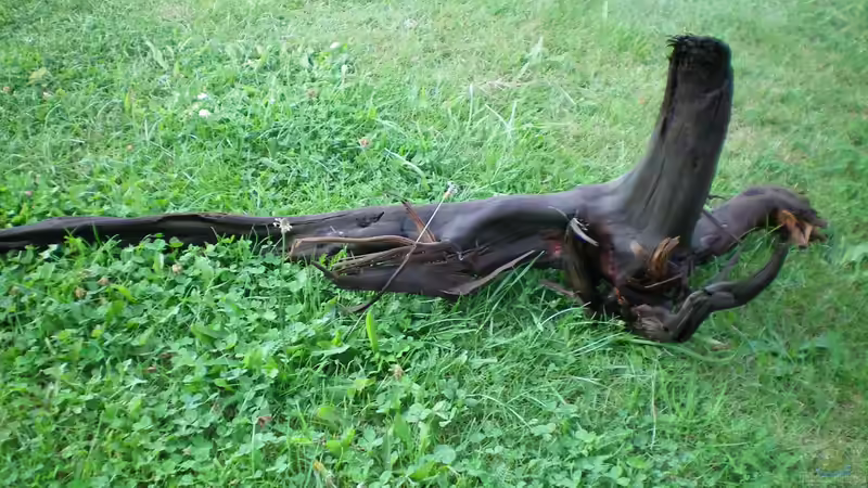 zweite große wurzel (ca.109cm lang) von Falk Bellmann (31)