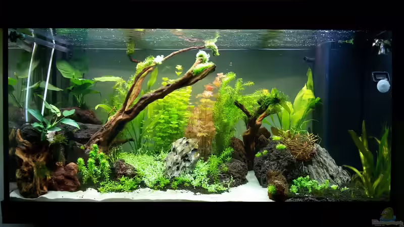 Zweite Woche nach Beckenstart, ein paar Veraenderungen und neue Pflanzen von Sebastian Hartmann (63)