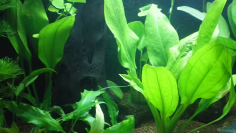 Zweite Wurzel im Hintergrund von Thomas Ahrens (10)