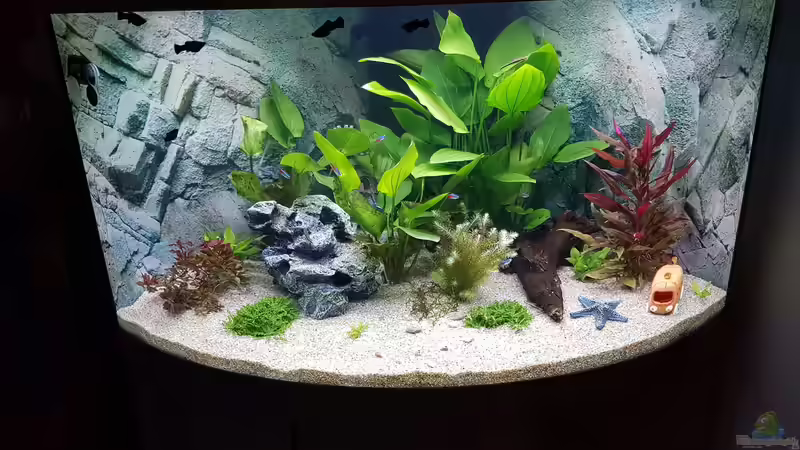 Zweiter Versuch vom 12 Februar 2019 von E2k (6)