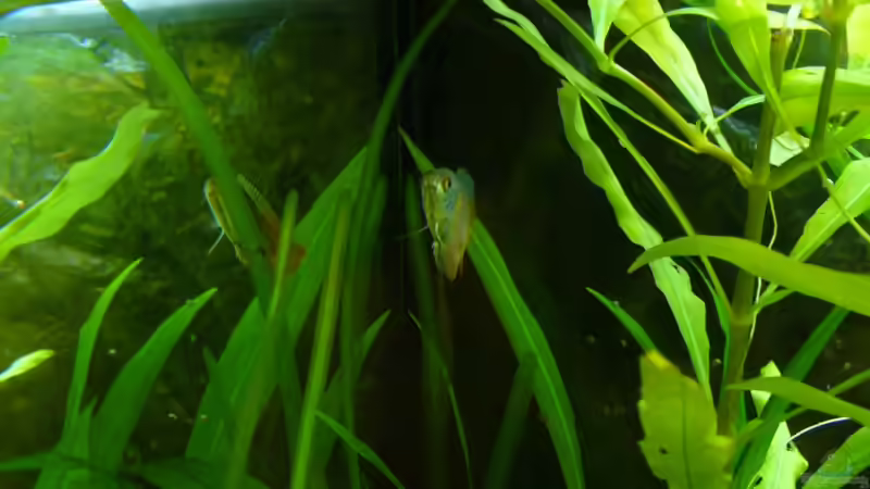 Zwerg Fadenfisch  von CommanderKeen (16)