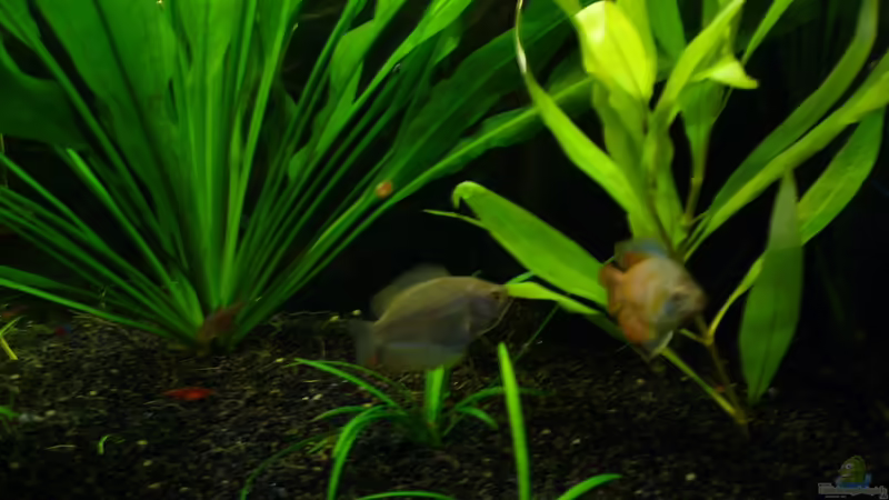 Zwerg Fadenfisch-Paar von CommanderKeen (17)