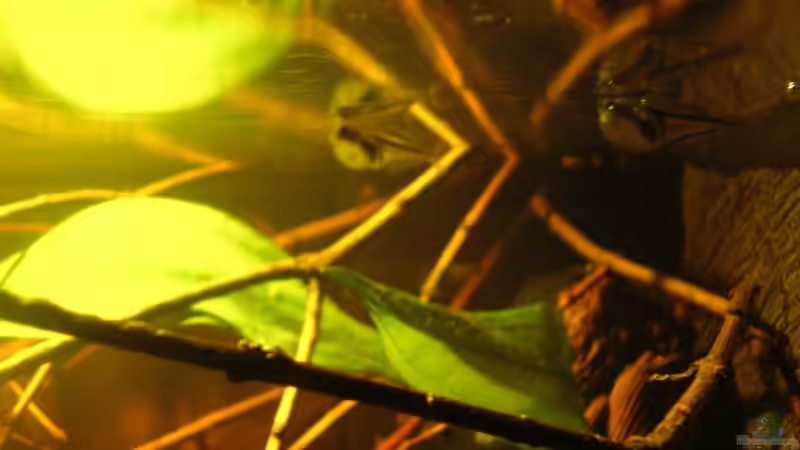 Carnegiella myersi im Aquarium halten (Einrichtungsbeispiele für Glasbeilbauchfisch)