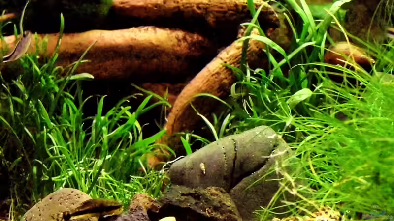 Zwerg Harnisch-Wels von snooze (61)