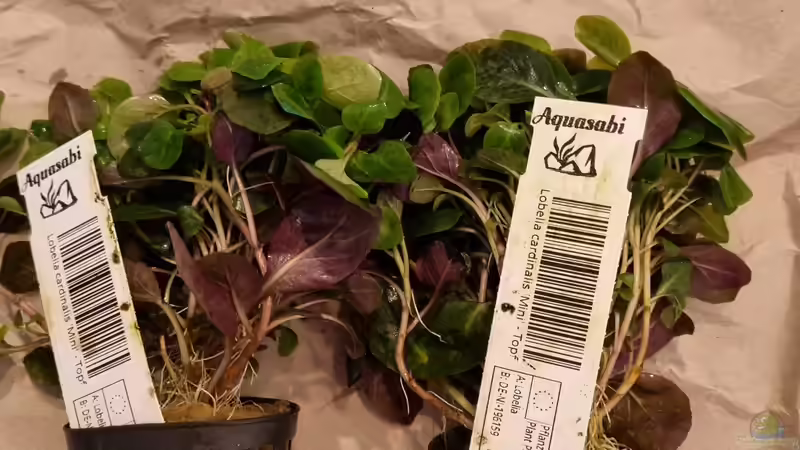 Zwerg-Kardinalslobelie von Peter Peter (63)