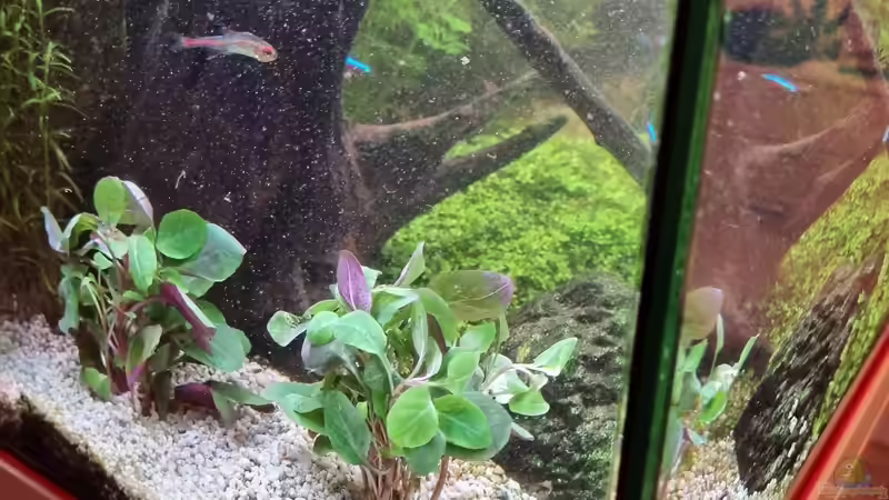 Zwerg-Kardinalslobelie von Peter Peter (69)