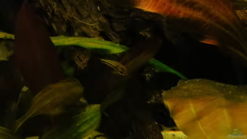 Zwerg-Panzerwels von Jan S. (40)