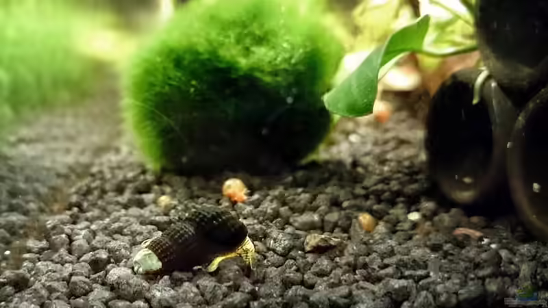 Zwerg Perlhuhnschnecke von Fabian G (6)