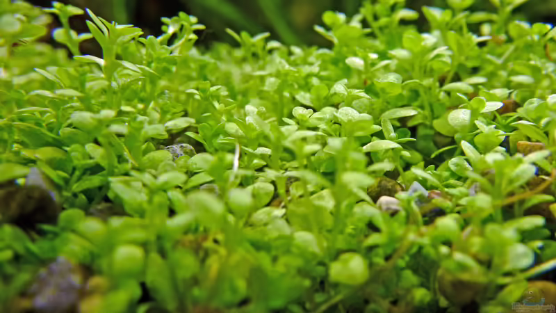 Zwerg-Perlkraut von Summse (17)