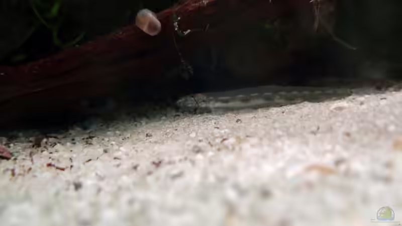 Zwerg Pferdekopfschmerle von Junglist (39)